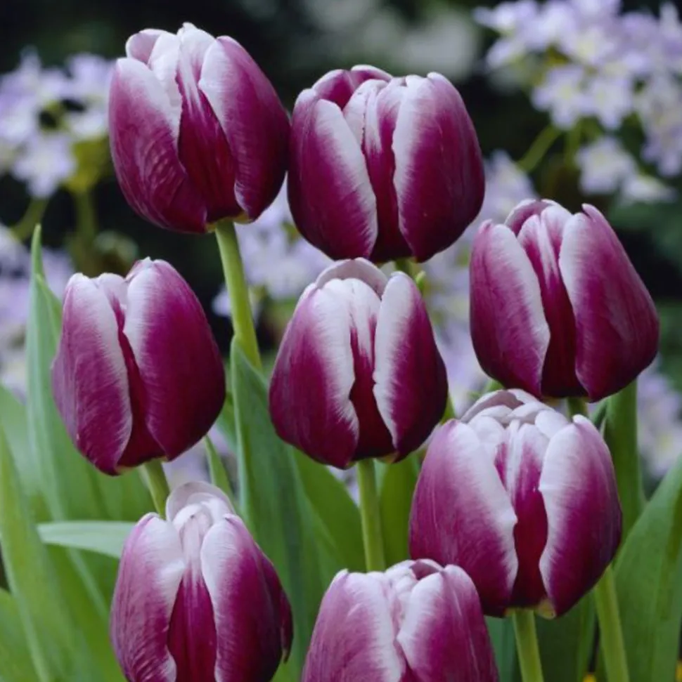 ARBORIX - 50 x tulipe arabian mistery - bulbes à fleurs de printemps