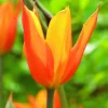 ARBORIX - 50 x tulipe ballerina - bulbes à fleurs de printemps