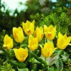 ARBORIX - 50 x tulipe berlioz - bulbes à fleurs de printemps