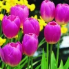 ARBORIX - 50 x tulipe blenda - bulbes à fleurs de printemps