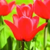 ARBORIX - 50 x tulipe capri - bulbes à fleurs de printemps