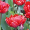 ARBORIX - 50 x tulipe carlton - bulbes à fleurs de printemps