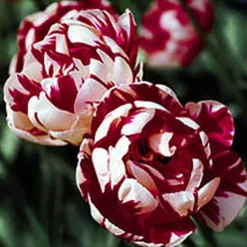 ARBORIX - 50 x tulipe carnaval de nice - bulbes à fleurs de printemps