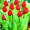 ARBORIX - 50 x tulipe cassini - bulbes à fleurs de printemps