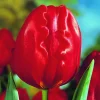 ARBORIX - 50 x tulipe charles - bulbes à fleurs de printemps