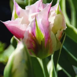 ARBORIX - 50 x tulipe china town - bulbes à fleurs de printemps