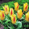 ARBORIX - 50 x tulipe chopin - bulbes à fleurs de printemps