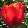 ARBORIX - 50 x tulipe couleur cardinal - bulbes à fleurs de printemps