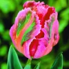 ARBORIX - 50 x tulipe fantasy - bulbes à fleurs de printemps