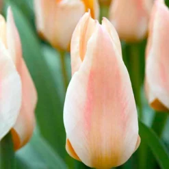 ARBORIX - 50 x tulipe fur elize - bulbes à fleurs de printemps