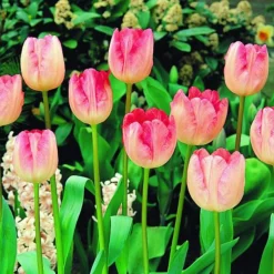 ARBORIX - 50 x tulipe ganders rhapsody - bulbes à fleurs de printemps