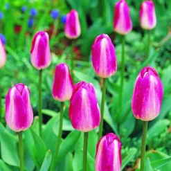 ARBORIX - 50 x tulipe high noon - bulbes à fleurs de printemps