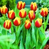 ARBORIX - 50 x tulipe keizerskroon - bulbes à fleurs de printemps