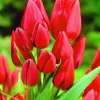 ARBORIX - 50 x tulipe keukenhof - bulbes à fleurs de printemps
