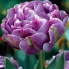 ARBORIX - 50 x tulipe lilac perfection - bulbes à fleurs de printemps