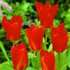 ARBORIX - 50 x tulipe madame lefeber - bulbes à fleurs de printemps
