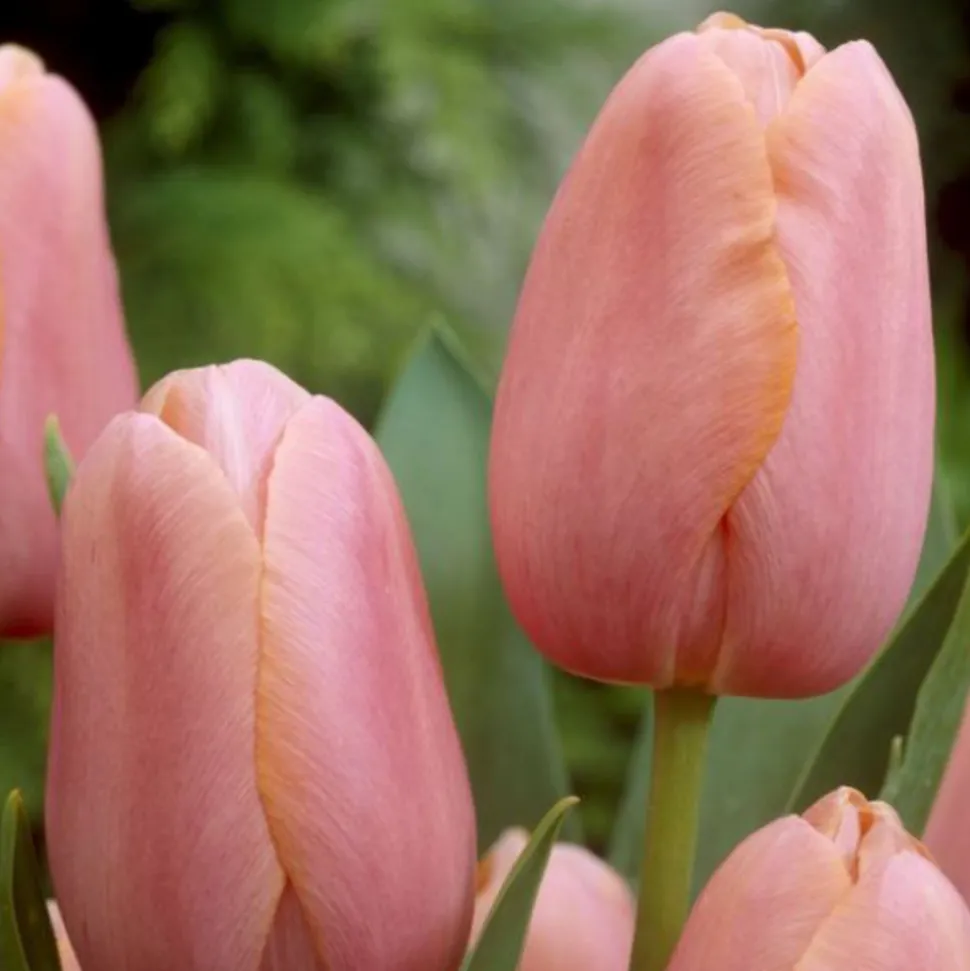 ARBORIX - 50 x tulipe menton - bulbes à fleurs de printemps