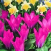 ARBORIX - 50 x tulipe pink dwarf - bulbes à fleurs de printemps