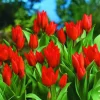 ARBORIX - 50 x tulipe praestans fusilier - bulbes à fleurs de printemps