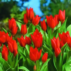 ARBORIX - 50 x tulipe praestans fusilier - bulbes à fleurs de printemps