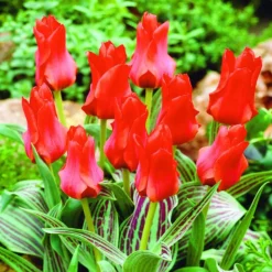 ARBORIX - 50 x tulipe roodkapje - bulbes à fleurs de printemps