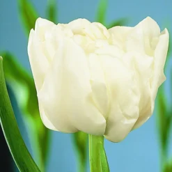 ARBORIX - 50 x tulipe schoonoord - bulbes à fleurs de printemps