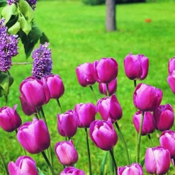 ARBORIX - 50 x tulipe scotch lassie - bulbes à fleurs de printemps