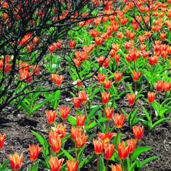 ARBORIX - 50 x tulipe shakespeare - bulbes à fleurs de printemps