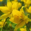 ARBORIX - 50 x tulipe sylvestris - bulbes à fleurs de printemps