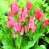 ARBORIX - 50 x tulipe toronto - bulbes à fleurs de printemps