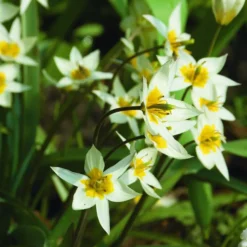 ARBORIX - 50 x tulipe turkestanica - bulbes à fleurs de printemps