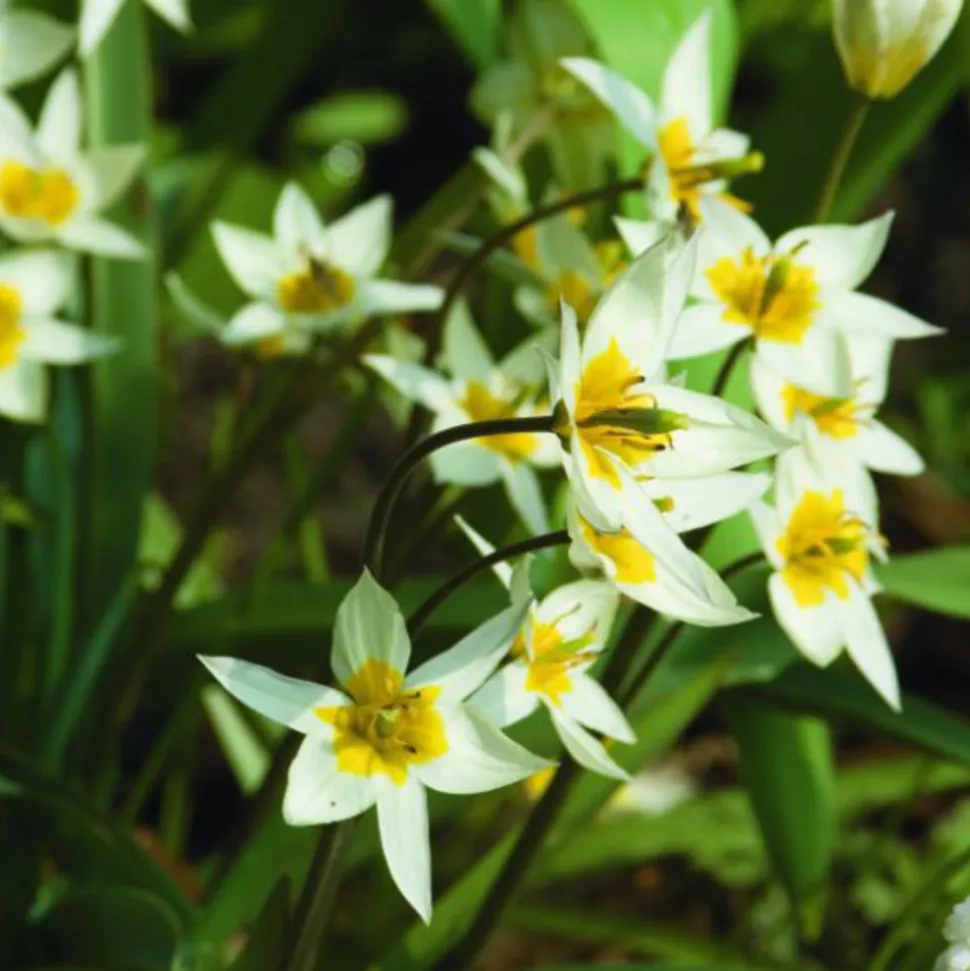 ARBORIX - 50 x tulipe turkestanica - bulbes à fleurs de printemps