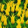 ARBORIX - 50 x tulipe west point - bulbes à fleurs de printemps