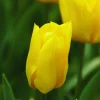 ARBORIX - 50 x tulipe yokohama - bulbes à fleurs de printemps