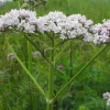 ARBORIX - 6 x valériane officinale - valeriana officinalis - godet 9cm x 9cm