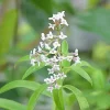 ARBORIX - 6 x verveine citronnelle - aloysia triphylla - godet 9cm x 9cm