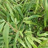 ARBORIX - Bambou parapluie 'rufa' - fargesia murieliae 'rufa' - 60- 80 cm pot