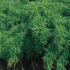 ARBORIX - Bambou parapluie 'simba' - fargesia murieliae 'simba' - 50-60 cm pot