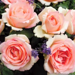 ARBORIX - Kordes eleganza® rosier - rosa 'souvenir de baden-baden'®