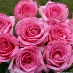 ARBORIX - Kordes eleganza® rosier - rosa 'sweet parole'®