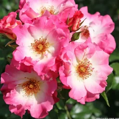ARBORIX - Kordes nectar rosier - rosa 'dolomiti'