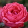 ARBORIX - Kordes parfuma® rosier - rosa 'garten princess marie josé'®