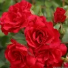 ARBORIX - Kordes rigo-rosier - rosa 'rotilia'®