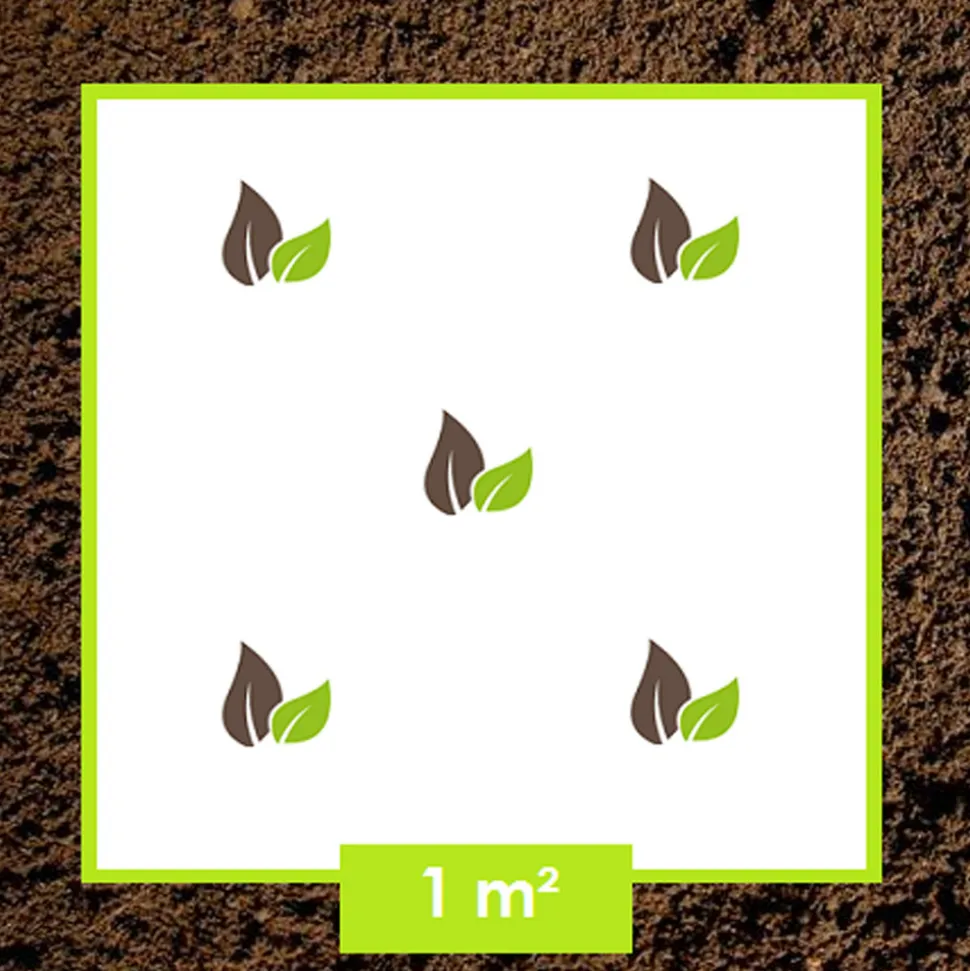 ARBORIX - Kordes rigo-rosier - rosa 'rotilia'®