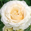 ARBORIX - Kordes rose des fées - rosa 'kosmos'®