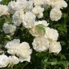 ARBORIX - Rosier grimpante - rosa 'madame alfred carriere'