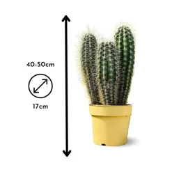 ATTITUDE JARDIN - Cactus pilosocereus azureus - ↕ 40-50 cm - ⌀ 17 cm - cactus et plantes grasses