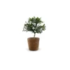 ATTITUDE JARDIN - Citron caviar rouge avec panier en jonc de mer - agrume méditerranéen - arbre fruitier - ↕ 50-60 cm - ⌀ 22 cm