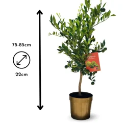 ATTITUDE JARDIN - Citronnier pursha - citrus limetta - agrume méditerranéen - arbre fruitier - ↕ 75-85 cm - ⌀ 22 cm