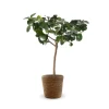 ATTITUDE JARDIN - Citronnier vert avec panier en jonc de mer - lime de Tahiti - agrume méditerranéen - arbre fruitier - ↕ 75-85 cm - ⌀ 25 cm